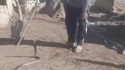 إصابة ” حاوي” بلدغة كوبرا...