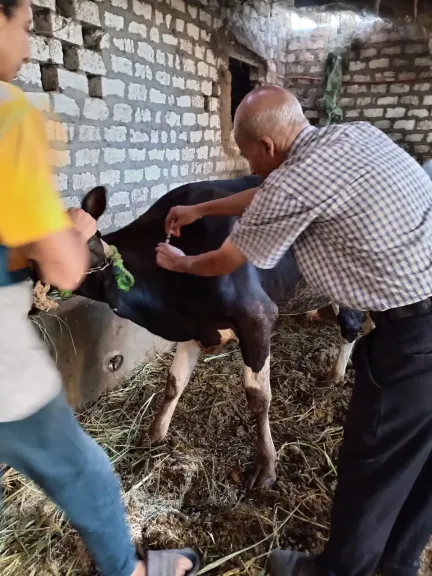 حمات بيطرية