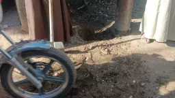 هموم الصعايدة