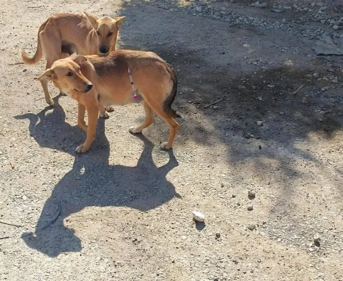 حملة تطهير مدينة قنا الجديدة من الكلاب الضالة