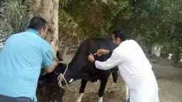 تحصين 106 آلاف رأس ماشية...