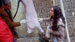 بيطرى المنيا يصادر 221 كجم...