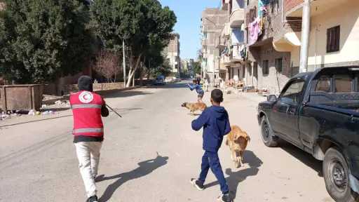 تحصين 38 كلبًا ضالًا بنطاق...