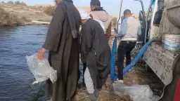 إنزال 287 ألف وحدة زريعة...