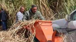 ”تدوير سفير القصب”.. ندوة وحقل...