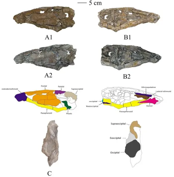 اكتشاف أول سمكة مفترسة بأسنان زاحفية في إفريقيا من العصر الطباشيري بواحة الداخلة