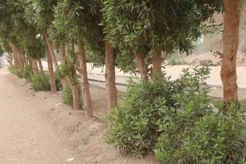 مبادرة " 100 مليون شجرة "